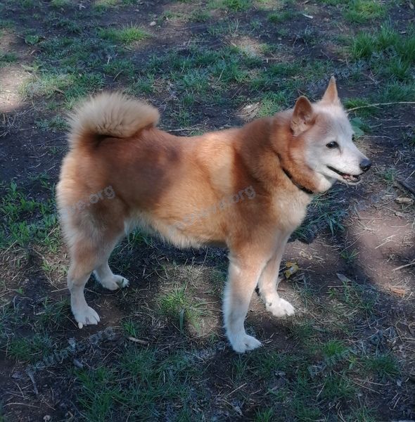 Medium old orange female dog Берта, lost near корпус 701, Зеленоград, Москва, Россия, 124489 on Jun 09, 2019.