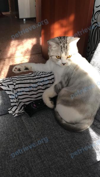 Средняя белая молодая кошка Чип, пропала 09.06.2019.