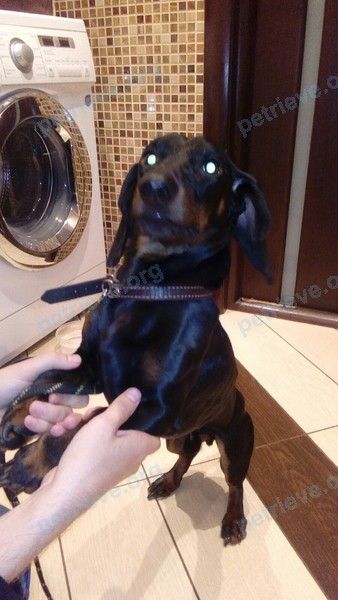 Small young black male dog, found near ул. 70 лет Октября, 13/3, Омск, Омская обл., Россия, 644074 on Jun 15, 2019.