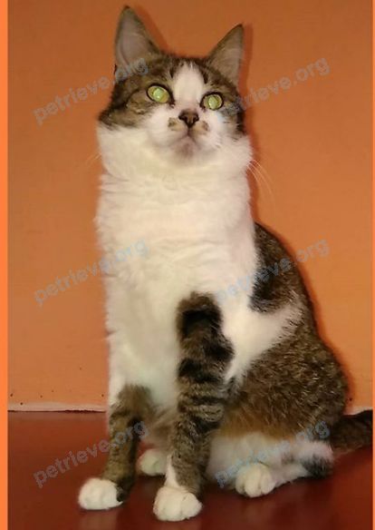 Medium adult mixed color female cat Ксюша, lost near Улица Жарова, 33, Шатура, Московская обл., Россия, 140700 on Jun 13, 2019.