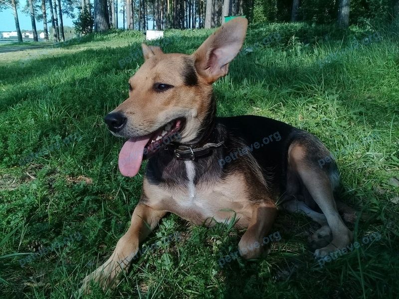 Medium young black female dog незнаю, found near ул. Бахчиванджи, 2, Екатеринбург, Свердловская обл., Россия, 620913 on Jun 10, 2019.