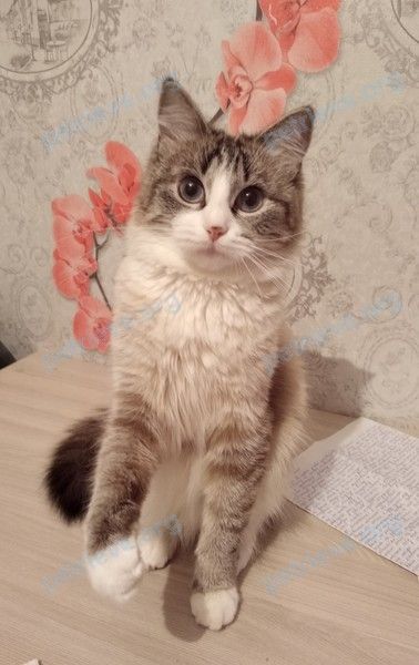 Средняя молодая кошка, пропала 15.06.2019 рядом с ул. Люси Чаловской 29, Борисов, Беларусь.