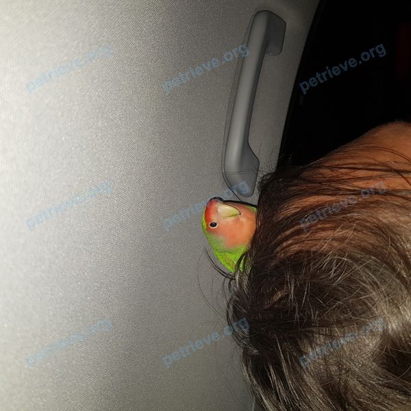 Medium young green bird, found near 6-я просека, 127, Самара, Самарская обл., Россия, 443124 on Jun 21, 2019.