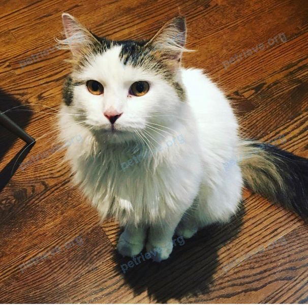 Medium adult white female cat Lola, lost near 1 Douglas Ave, Westmount, QC H3Y 1V5, Canada on Jun 18, 2019.