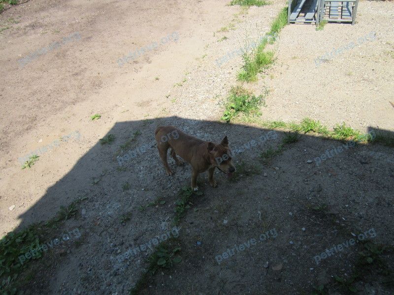 Medium adult orange male dog, found near Промышленная ул., 32, Козьмодемьянск, Респ. Марий Эл, Россия, 425352 on Jun 22, 2019.