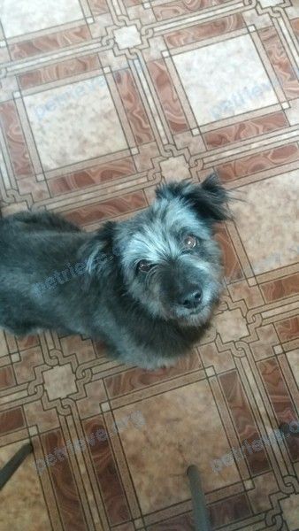 Medium adult gray male dog Бусик, lost near ул. Пятницкая, 74, Орёл, Орловская обл., Россия, 302012 on Jun 18, 2019.