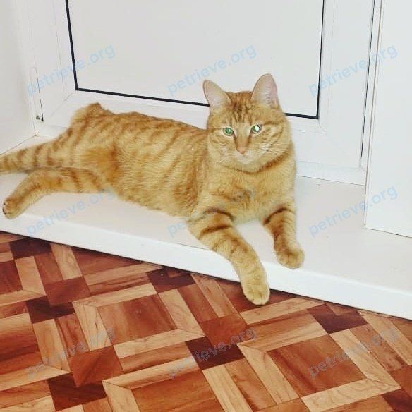 Medium young yellow male cat, lost near ул. Артиллерийская, 30, Корсаков, Сахалинская обл., Россия, 694020 on Jun 03, 2019.