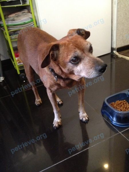 Small old orange male dog Филя, lost near ул. Токарева, 3, Сестрорецк, Санкт-Петербург, Россия, 197706 on Jun 24, 2019.
