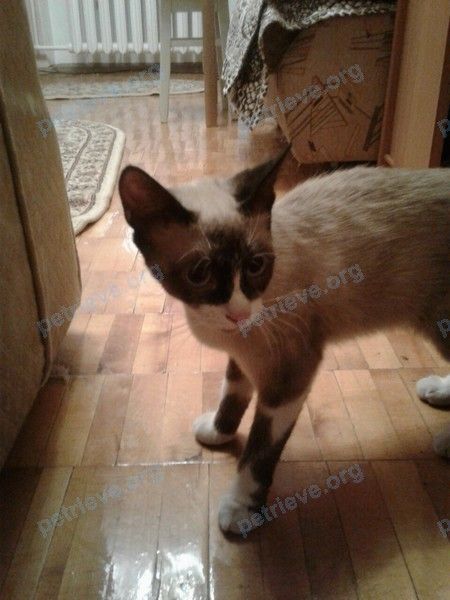 Medium young mixed color female cat, found near Ельшанская ул., Волгоград, Волгоградская обл., Россия, 400119 on Jun 28, 2019.