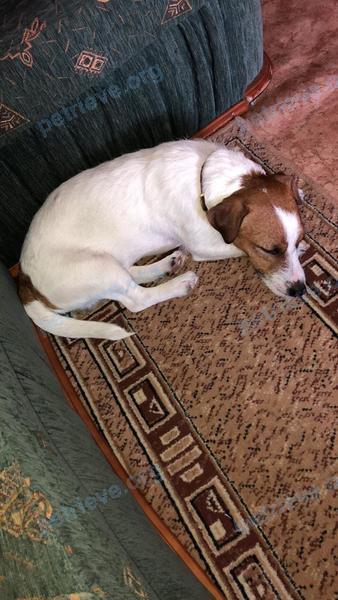 Medium young white male dog, lost near б-р Победы, 51А, Воронеж, Воронежская обл., Россия, 394088 on Jun 29, 2019.