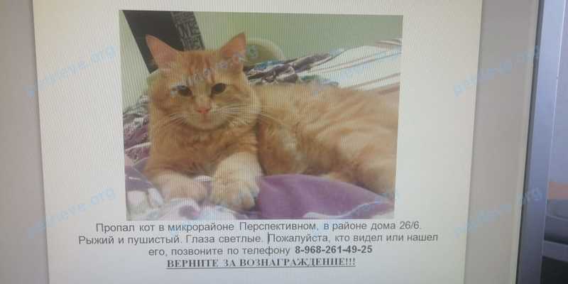 Big adult male cat Рыжбас, lost near ул. Тухачевского, 26/6, Ставрополь, Ставропольский край, Россия, 355032 on Jun 24, 2019.
