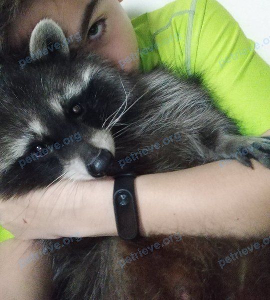 Big young black male raccoon Чип, lost near Малая Посадская ул., 30, Кашира, Московская обл., Россия, 142900 on Jun 30, 2019.