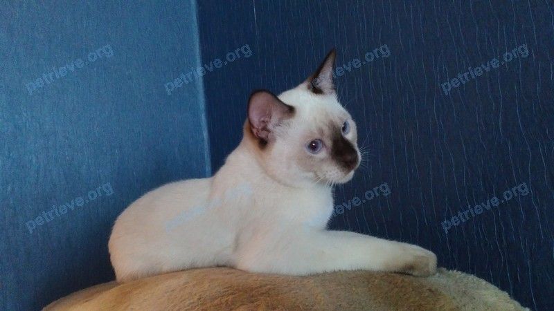 Small young white male cat Савушка, lost near просп. Карла Маркса, 38, Магадан, Магаданская обл., Россия, 685000 on Jun 09, 2019.