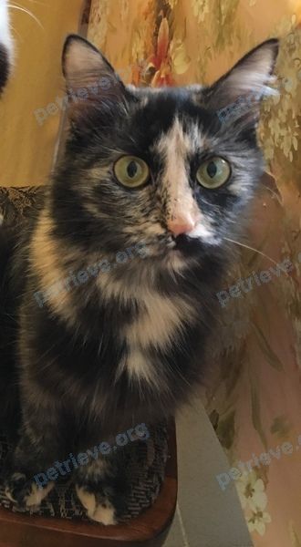 Medium young mixed color female cat Джесси, lost near Свердлова ул., 19, Вахтан, Нижегородская, Россия, 606900 on Jul 04, 2019.
