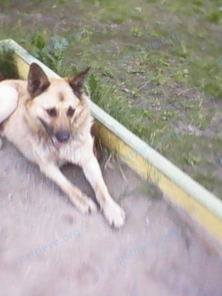 Medium adult brown male dog Бим, lost near ул. Гск, 151, Мурманск, Мурманская обл., Россия, 183034 on Jul 03, 2019.