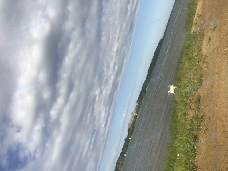 Medium adult white male dog Уня, lost near Театральный пер., 17, Руза, Московская обл., Россия, 143103 on Jul 09, 2019.