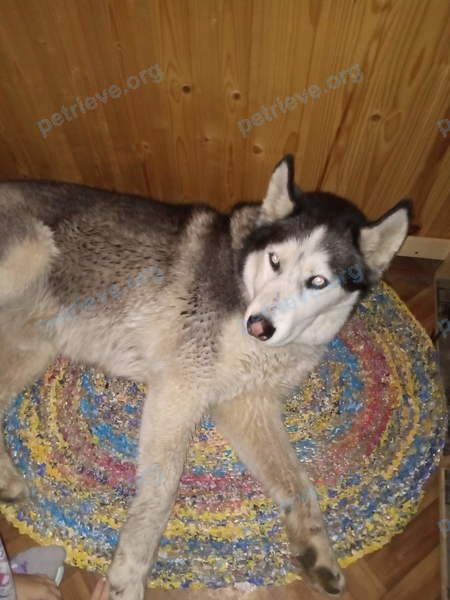 Big male dog, found near Токсово, Ленинградская обл., Россия, 188664 on Jul 13, 2019.