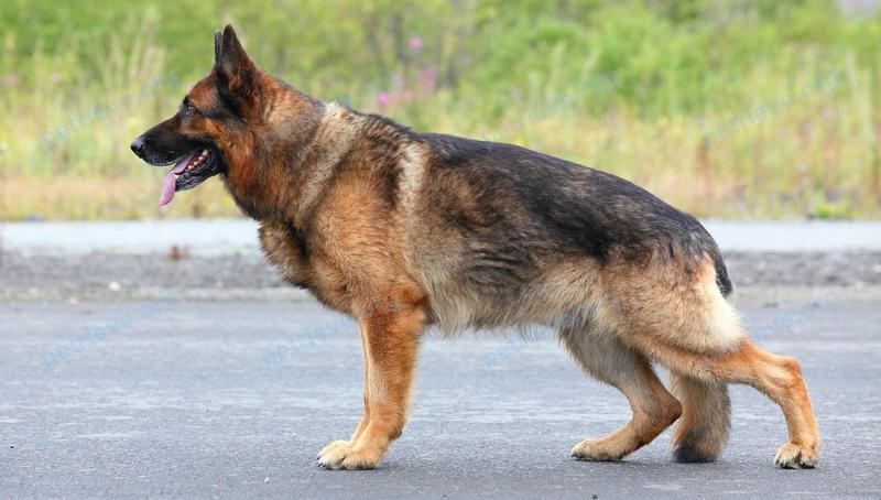 Большой многоцветный взрослый пёс Хан, пропал 15.07.2019 рядом с ул. Шубина 103, Вилейка, Беларусь.