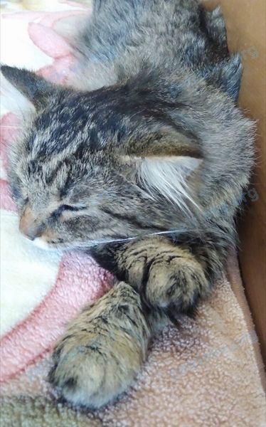 Medium adult mixed color male cat, lost near Озерная ул., 3, Тальменка, Алтайский край, Россия, 658030 on Jun 29, 2019.
