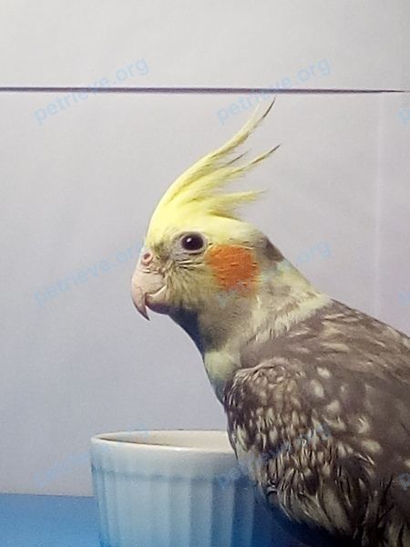 Medium young yellow male bird Тоша, lost near ул. Захаренко, 9А, Челябинск, Челябинская обл., Россия, 454014 on Jul 12, 2019.