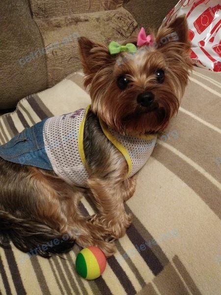 Small young gray female dog Ася, lost near Юго-Западный б-р, 9, Чебоксары, Чувашская Респ., Россия, 428023 on Jul 16, 2019.