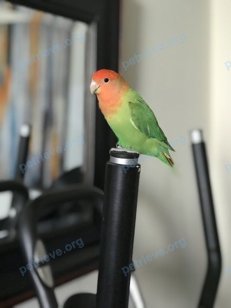 Small young green male bird Chip, lost near 20 Graydon Hall Dr, North York, ON M3A 2Z9, Canada on Jul 17, 2019.