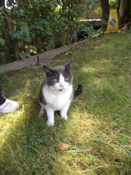Medium mixed color female cat, found near 15B Riverside Rd, Godmanchester, Huntingdon PE29 2ER, UK on Jul 17, 2019.
