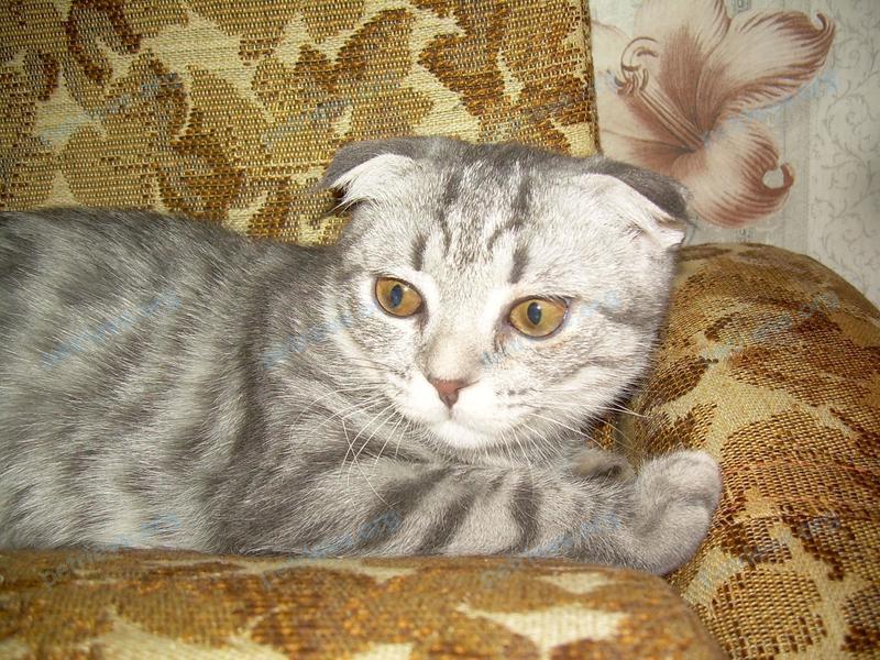 Medium young gray female cat буся, lost near Владимирская ул., 12, Муром, Владимирская обл., Россия, 602256 on Jul 16, 2019.