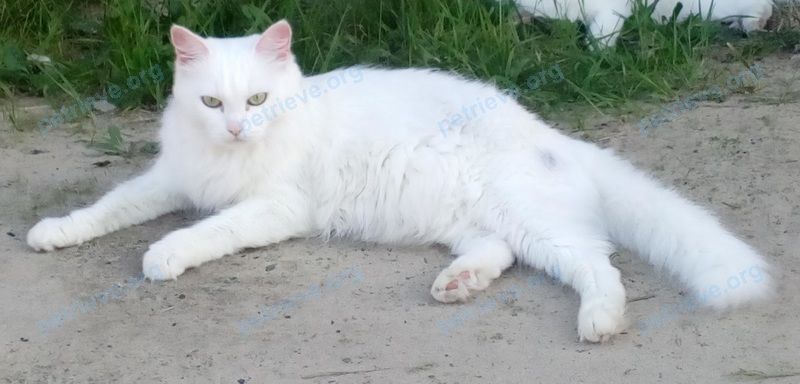 Средняя белая старая кошка Кося, пропала 20.07.2019 рядом с Сургутская ул., 28Б, Нефтеюганск, Ханты-Мансийский Ао@Тюменская, Россия, 628301.
