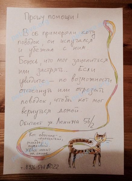 Средний коричневый молодой кот Кисель, пропал 21.07.2019 рядом с ул. Ленина, 56, Москва, Россия, 119634.