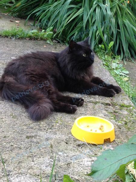 Medium black male cat, found near ул. Крылова, 3а, Зеленоградский, Московская обл., Россия, 141253 on Jul 21, 2019.