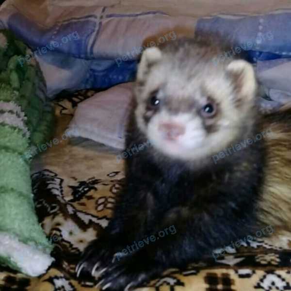 Medium young brown male ferret Тимба, lost near Краснопартизанская ул., 98, Новоалександровск, Ставропольский край, Россия, 356003 on Jul 26, 2019.