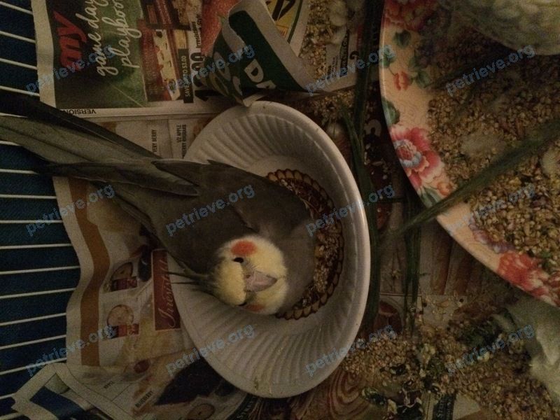 Medium adult gray male bird Lucky, lost near 70 Cicerella Crescent, Scarborough, ON M1K 5B5, Canada on Jul 25, 2019.