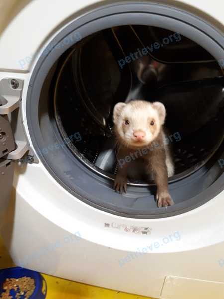 Medium adult white male ferret Баребас, lost near Большой Динамовский пр-д, 34, Саратов, Саратовская обл., Россия, 410036 on Jul 30, 2019.