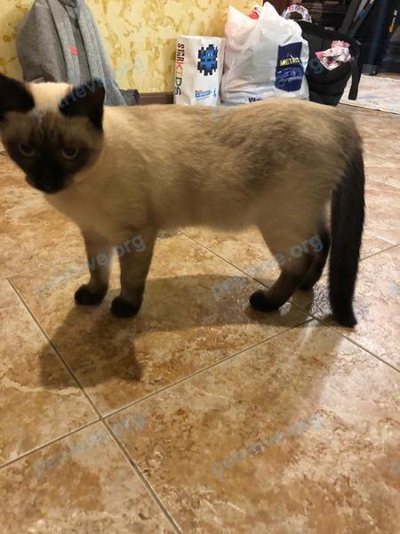 Medium young female cat Джеси, lost near Весенняя ул., 8, Уварово, Московская обл., Россия, 142062 on Jul 29, 2019.