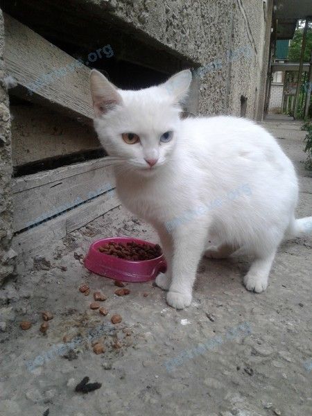 Medium young white female cat, found near ул. Мира, 106, Елец, Липецкая обл., Россия, 399770 on Jul 01, 2019.