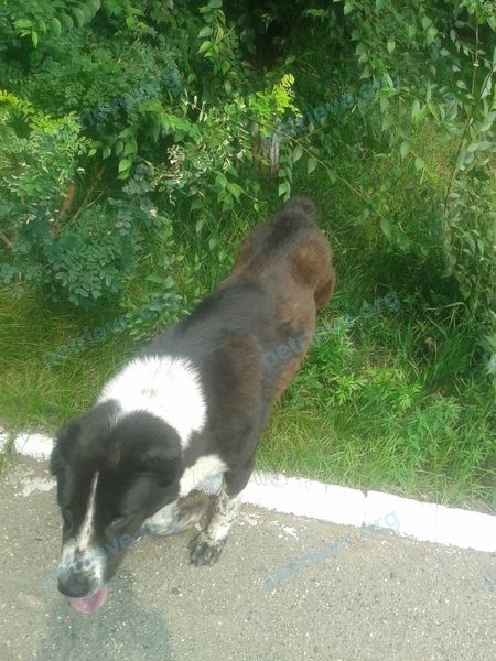 Big young black female dog Аля алабай, lost near ул. Серышева, 3, Чита, Забайкальский край, Россия, 672000 on Aug 01, 2019.