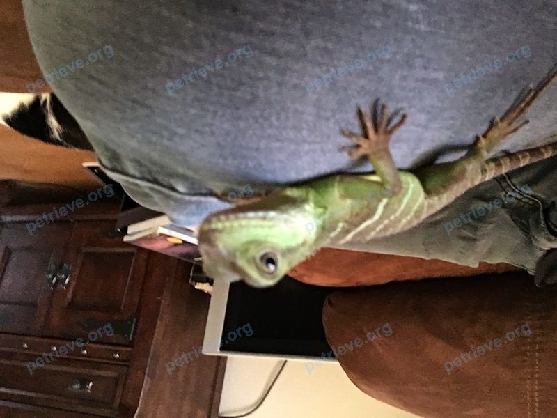 Small young green male reptile Mochi, lost near 1966 Broadway St, Vallejo, CA 94589, USA on Aug 08, 2019.