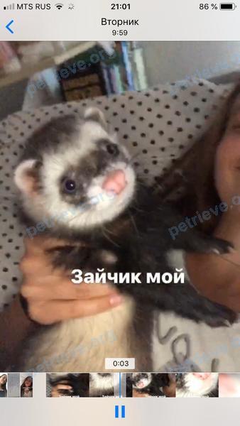 Большой молодой хорёк Кекс, пропал 09.08.2019 рядом с ул. Нижегородская, 119, Новосибирск, Новосибирская обл., Россия, 630009.