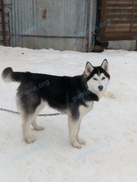 Medium young black male dog Тайсон, lost near Историческая пл., 6, Дмитров, Московская обл., Россия, 141802 on Jul 13, 2019.