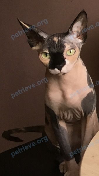 Small young gray cat Малюня, киса, lost near ул. Туголукова, 12, Лобня, Московская обл., Россия, 141732 on Aug 13, 2019.