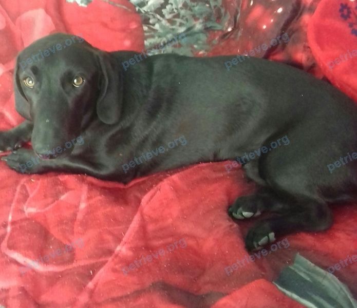 Medium adult black male dog, found near ул. Гоголя, 187, Анапа, Краснодарский край, Россия, 353440 on Aug 02, 2019.