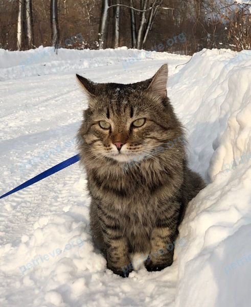 Medium young gray male cat Гарик, lost near Ленинградская ул., 93, Салават, Респ. Башкортостан, Россия, 453265 on Aug 08, 2019.