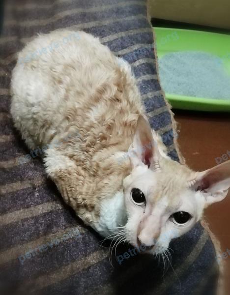 Medium cat, found near ул. Декабристов, 6, Ногинск, Московская обл., Россия, 142400 on Aug 16, 2019.