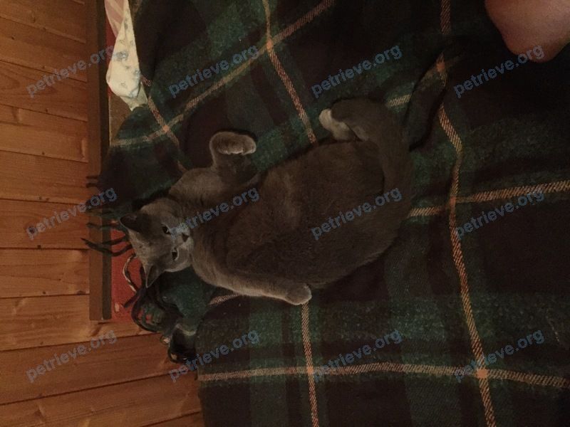 Medium adult gray male cat Дымка, lost near Привокзальная ул., 13, Вербилки, Московская обл., Россия, 141930 on Aug 15, 2019.