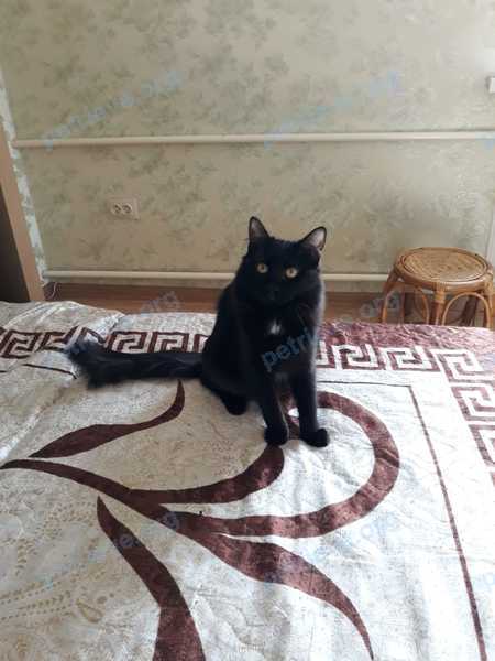 Medium young black female cat Лиза, lost near ул. Радио, 1, Томилино, Московская обл., Россия, 140072 on Aug 15, 2019.