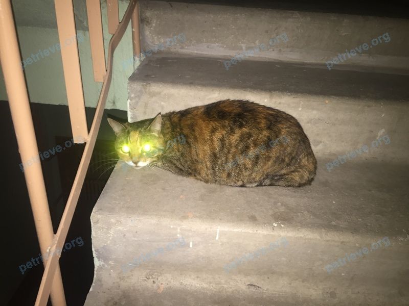 Big mixed color cat ?, found near Александровская ул., 2д, Елец, Липецкая обл., Россия, 399778 on Aug 20, 2019.