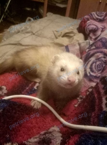 Medium adult mixed color male ferret, lost near Локомотивная ул. 12A, Витебск, Беларусь on Aug 24, 2019.