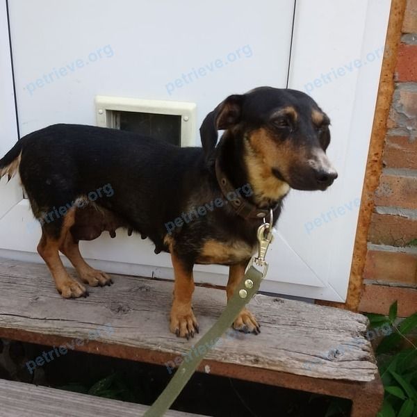 Medium black female dog, found near Университетский пер., 125, Ростов-на-Дону, Ростовская обл., Россия, 344010 on Aug 19, 2019.