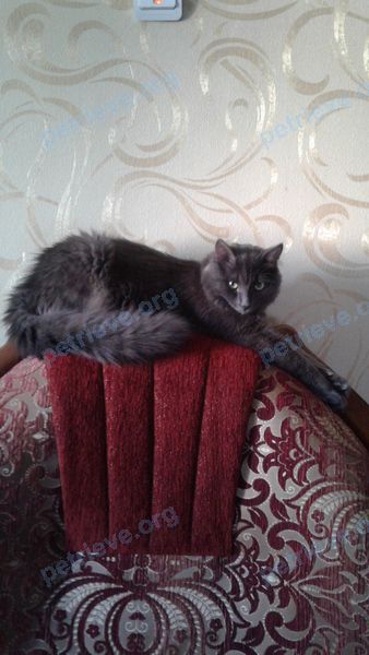Medium young gray male cat Ёжик, lost near ул. Калинина, 23, Салават, Респ. Башкортостан, Россия, 453260 on Aug 22, 2019.